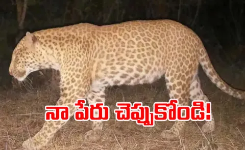 Leopard of ultra rare strawberry colour variation spotted in Karnataka for the first time