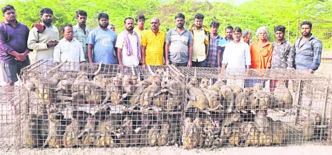 కోతులను పట్టించారు