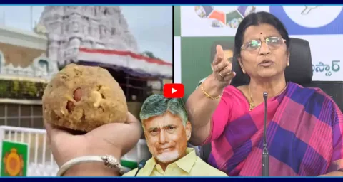 Laxmi Parvathi Fire On Chandrababu And Lokesh On Tirumala Laddu Issue 1