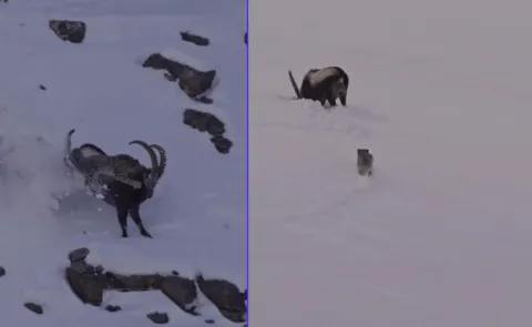 Video Captures A Snow Leopard Most Daring Chase
