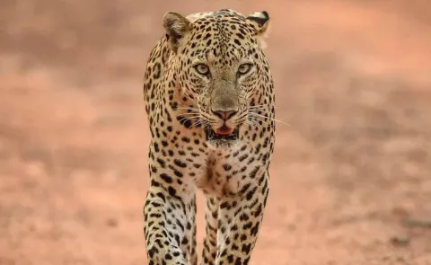 60 yr old Gujarat farmer kills leopard while saving son