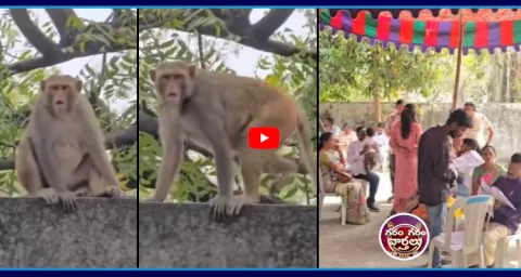 Monkeys Participate In Telangana Municipal Election Nominations 1