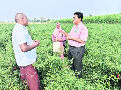 మిరపలో యాజమాన్య పద్ధతులు పాటించాలి 