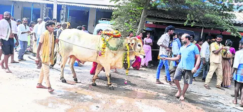 ఘనంగా తోడపెద్దు ఉత్సవం