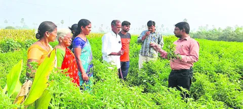 ఎర పంటలు వేయకనే తెగుళ్లు