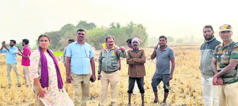 పులి కోసం అన్వేషణ