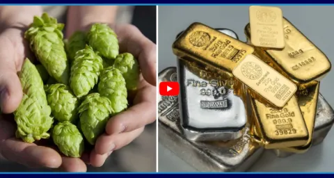 Hop Shoot Costs More Than Silver And Gold  3