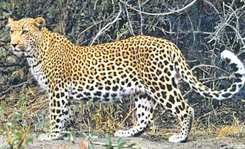 Rare Sandalwood Leopard Stotted In Karnataka Forest