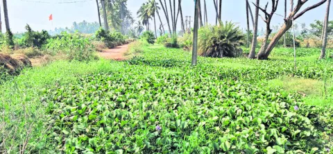 అవును.. ఇది పంట కాలువే! 