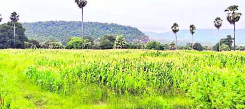 యాసంగి సాగు 54.7 శాతం