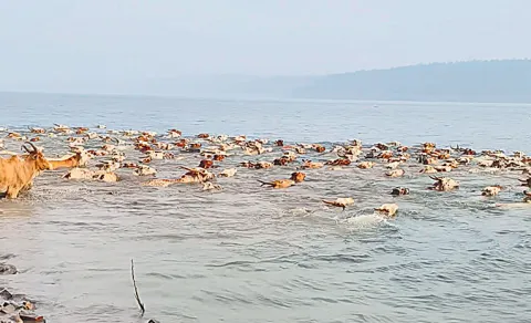 cows swim krishna river from nalgonda to andhra for grazing
