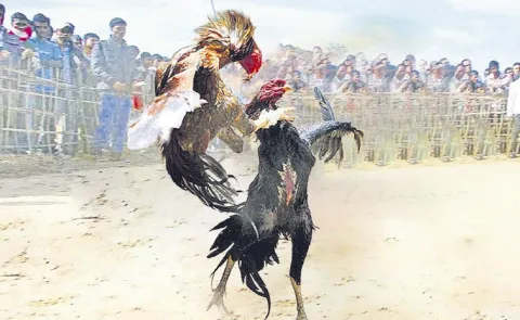 Public representatives focus on cockfighting: Andhra Pradesh