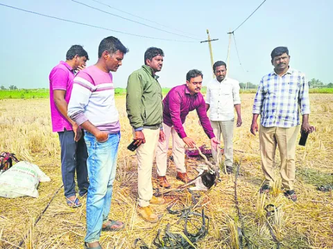 కుక్కల దాడిలో రెండు జింకల మృతి 