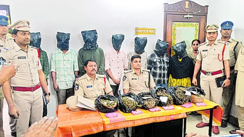 గంజాయి ముఠా అరెస్టు 