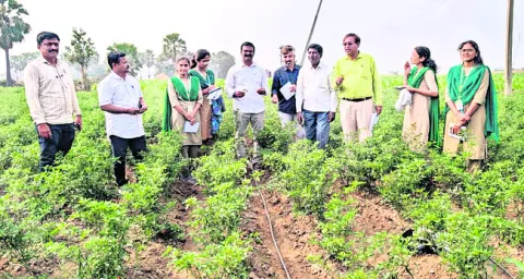 మిరపలో సస్యరక్షణ చర్యలు చేపట్టాలి