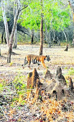 రాష్ట్రంలో పులుల గణన షురూ 