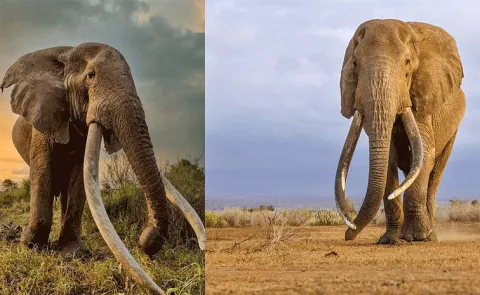 Kenyas beloved Craig, whose tusks weighed 45 kg each passed away15