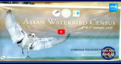 Migratory Birds Arrived Korangi 2