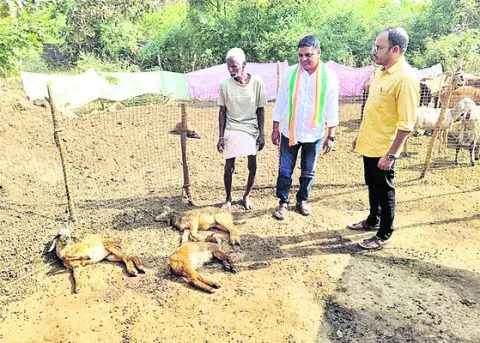 గొర్రెల మందపై కుక్కల దాడి