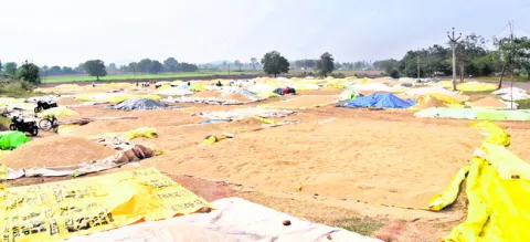 ధాన్యం రాశులు