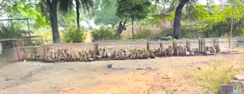 వానర సైన్యం బందీ! 