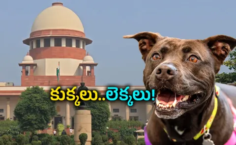 Stray Dogs SC Hearing Venugopal calls for expert committee to guide policy