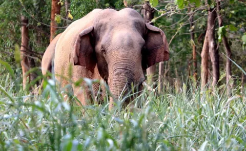Elephant Attacks In Jharkhand Three Family Members Killed