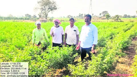 తెగులు.. దిగులు