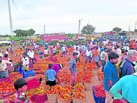 తగ్గిన టమాటా ధర 