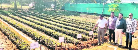 70 లక్షల మొక్కలు సిద్ధం