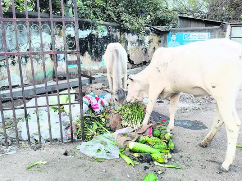 ‘పేట’లో రోజుకు  50 టన్నుల చెత్త సేకరణ 
