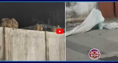 Garam Garam Varthalu Monkeys Shivering in Severe Cold 1