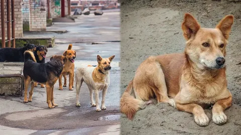 SC Slams States Over Stray Dog Menace on Roads