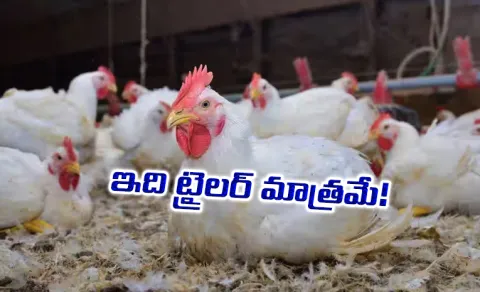 Chicken Price Hike In Telugu States