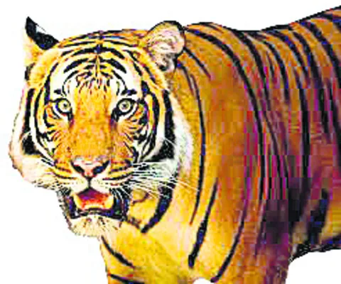 టైగర్‌ ఎక్కడ?