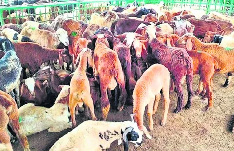 జీవాలకు అమ్మతల్లి టీకాలు