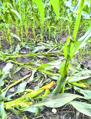 అడవి పందుల దాడి.. మొక్కజొన్న ధ్వంసం 