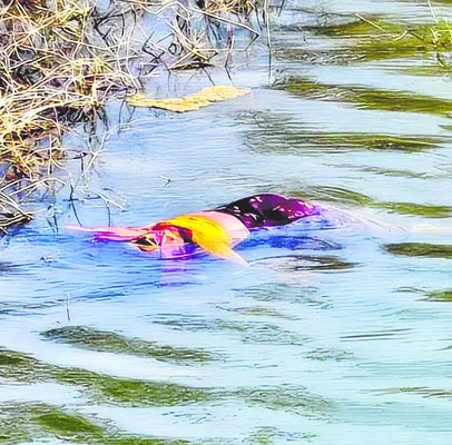 మంజీర నదిలో మహిళ మృతదేహం 