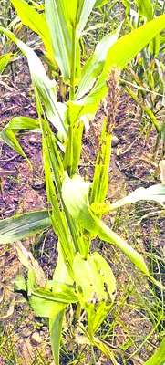 కత్తెర పురుగు జీవిత కాలం 60 రోజులు 