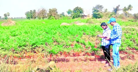 గంజాయి సాగు చేస్తే జైలుకే..