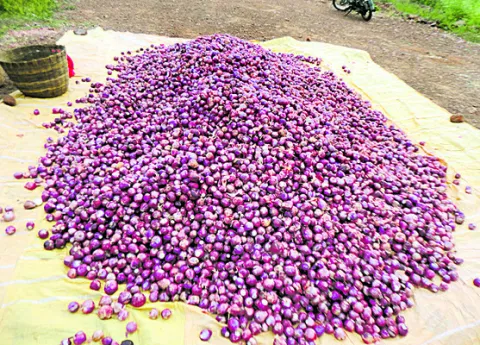 తల్లడిల్లుతున్న ఉల్లి రైతు 