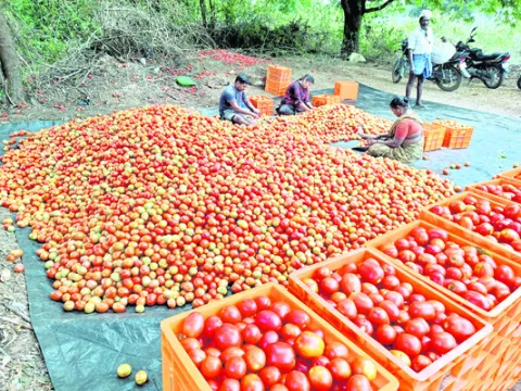 టమాట ధర ఢమాల్‌!