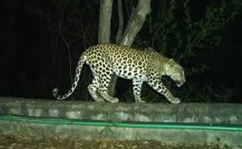 Cheetah Hulchul at Tirupati srivari mettu