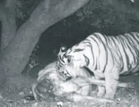 వీడని పులి భయం