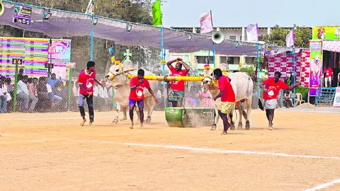 రసవత్తరంగా ఎడ్ల బలప్రదర్శన పోటీలు 