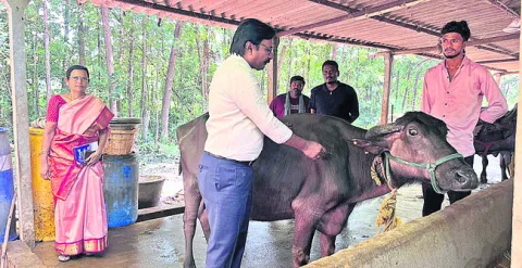 పశువుల కోసం ప్రత్యేక శిబిరాలు