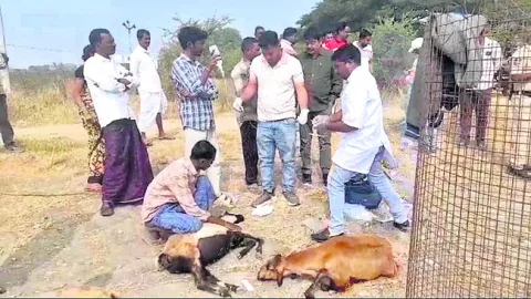 మరో 12 మూగజీవాలు మృత్యువాత