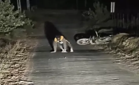 Rabies triggers disturbing behaviour in Banaskantha dist