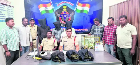 ముగ్గురు గంజాయి విక్రేతల అరెస్టు