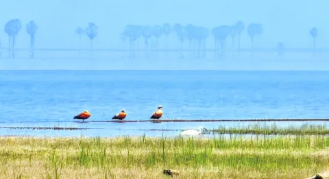 బ్యాక్‌ వాటర్‌లో బ్రాహ్మిణి బాతులు 